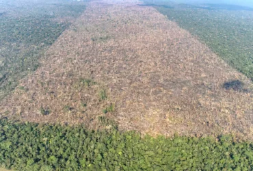 MMA e Inpe lançam sistema para monitoramento diário da Amazônia