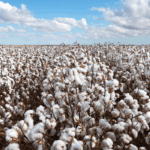 Agro cresce mais de 10% no segundo trimestre de 2025