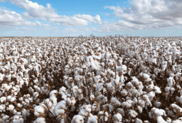 Agro cresce mais de 10% no segundo trimestre de 2025