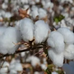 Safra de algodão em Mato Grosso