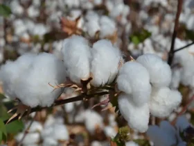 Safra de algodão em Mato Grosso