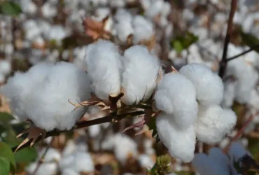 Safra de algodão em Mato Grosso