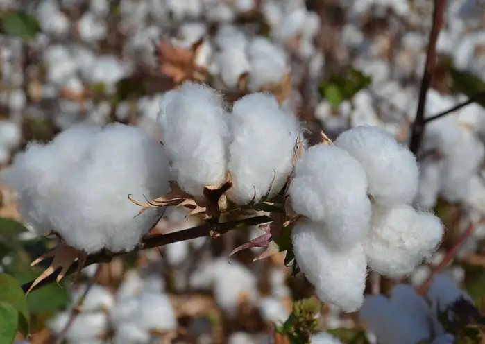 Safra de algodão em Mato Grosso