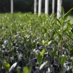 UFRJ promove debate sobre Re-Amazonizar no Festival do Conhecimento 2025