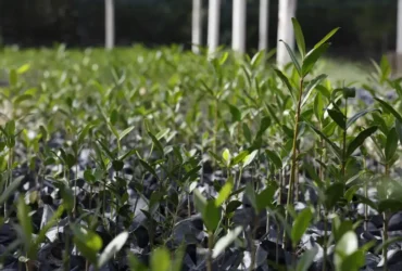 UFRJ promove debate sobre Re-Amazonizar no Festival do Conhecimento 2025