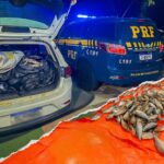 Carga irregular de pescado é apreendida em Várzea Grande, MT