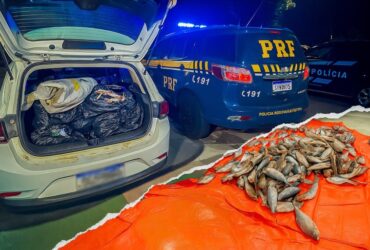 Carga irregular de pescado é apreendida em Várzea Grande, MT