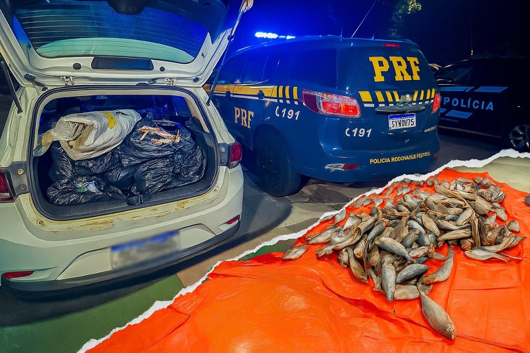 Carga irregular de pescado é apreendida em Várzea Grande, MT