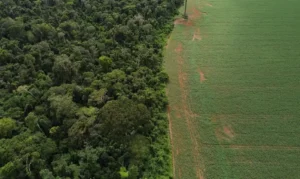 Estados e DF devem padronizar autorização de vegetação conforme regras do Ibama