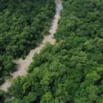 BNDES lança edital para recuperação da floresta Amazônia com R$ 6,3 milhões
