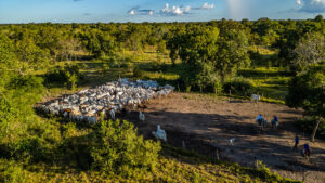 Pantanal Verde: estudo inédito revela potencial estratégico de estoque de carbono na Bacia do Alto Paraguai
