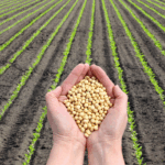 Mapa anuncia a próxima etapa do projeto-piloto do Zarc Níveis de Manejo para a soja no Paraná