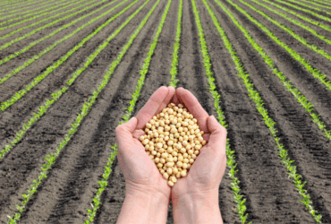 Mapa anuncia a próxima etapa do projeto-piloto do Zarc Níveis de Manejo para a soja no Paraná