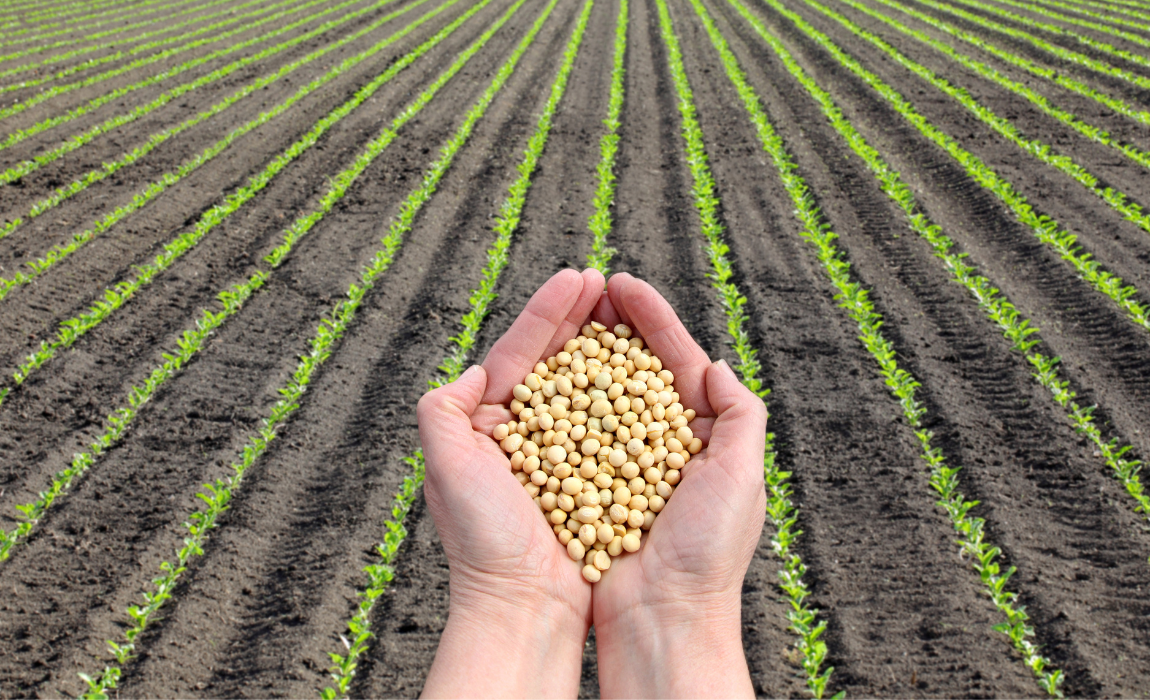 Mapa anuncia a próxima etapa do projeto-piloto do Zarc Níveis de Manejo para a soja no Paraná