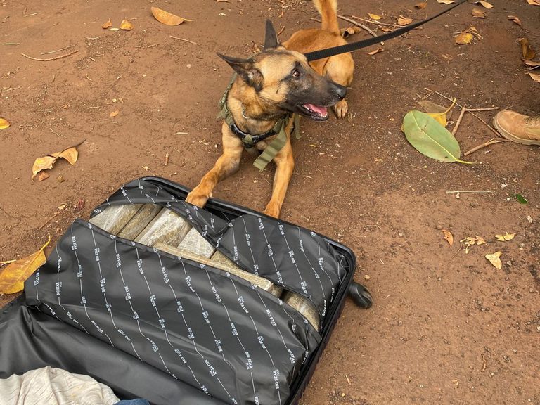 Operação Ágata Fronteira Sul resulta em R$ 13 milhões em apreensões - Divulgação/Exército Brasileiro