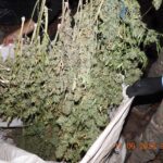 Tangará da Serra: Operação Mofo Cinzento localiza e incinera plantação de maconha