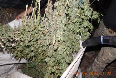 Tangará da Serra: Operação Mofo Cinzento localiza e incinera plantação de maconha