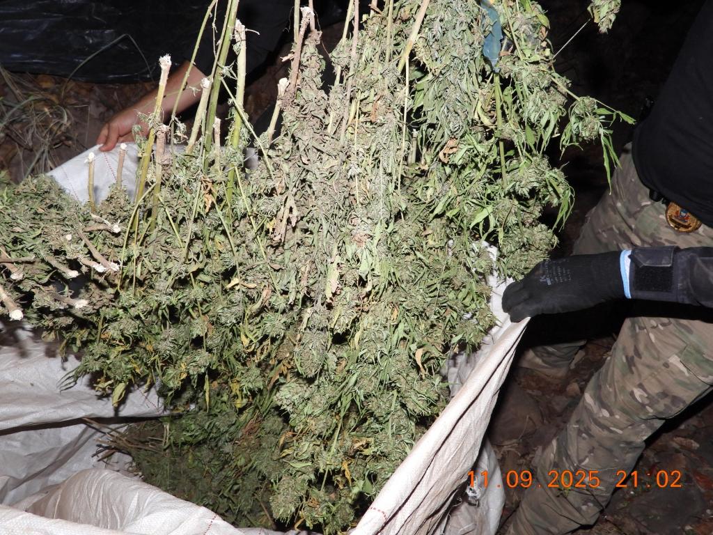 Tangará da Serra: Operação Mofo Cinzento localiza e incinera plantação de maconha