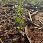Áreas com mais de 30 dias sem precipitações significativas preocupam agricultores em fase decisiva do desenvolvimento da lavoura; Fundação Rio Verde alerta para risco de danos irreversíveis