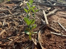 Áreas com mais de 30 dias sem precipitações significativas preocupam agricultores em fase decisiva do desenvolvimento da lavoura; Fundação Rio Verde alerta para risco de danos irreversíveis