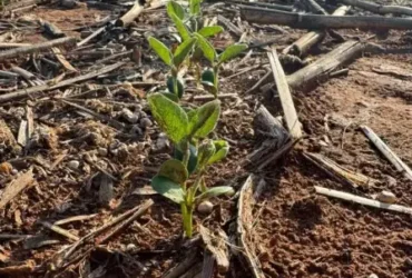 Áreas com mais de 30 dias sem precipitações significativas preocupam agricultores em fase decisiva do desenvolvimento da lavoura; Fundação Rio Verde alerta para risco de danos irreversíveis