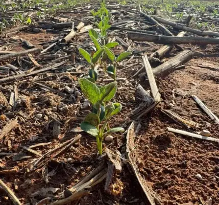 Áreas com mais de 30 dias sem precipitações significativas preocupam agricultores em fase decisiva do desenvolvimento da lavoura; Fundação Rio Verde alerta para risco de danos irreversíveis