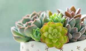 suculentas