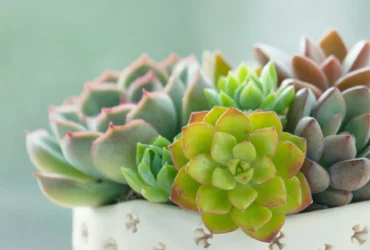 suculentas