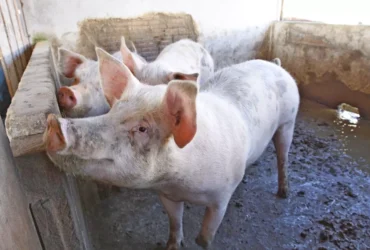 Suinocultura em Tapurah impulsiona Mato Grosso no cenário nacional