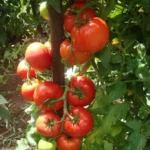 Cientistas identificam gene associado ao porte ereto das folhas do tomateiro