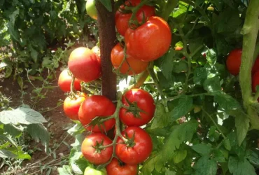 Cientistas identificam gene associado ao porte ereto das folhas do tomateiro