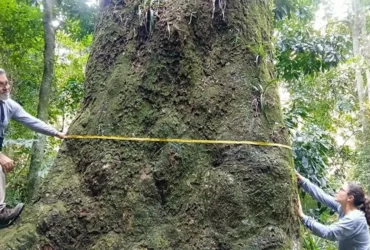 Jequitibá-rosa centenário é descoberto em parque do Rio de Janeiro