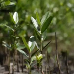 Programa Restaura Amazônia impulsiona recuperação de áreas degradadas com investimento bilionário