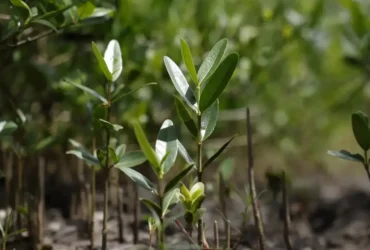 Programa Restaura Amazônia impulsiona recuperação de áreas degradadas com investimento bilionário