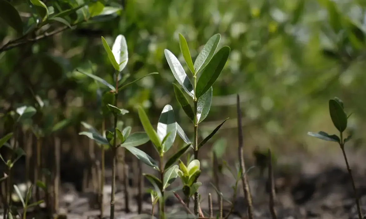Programa Restaura Amazônia impulsiona recuperação de áreas degradadas com investimento bilionário