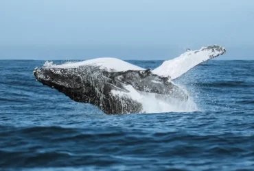 Tecnologia impulsiona festival que une ciência e meio ambiente no audiovisual