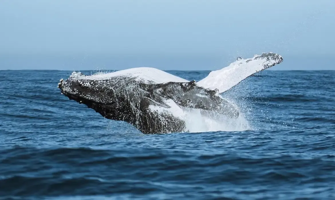 Tecnologia impulsiona festival que une ciência e meio ambiente no audiovisual