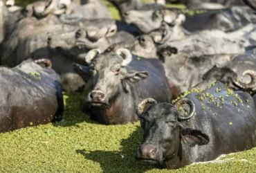 Fazenda de búfalos no Marajó planeja universidade de pesquisa
