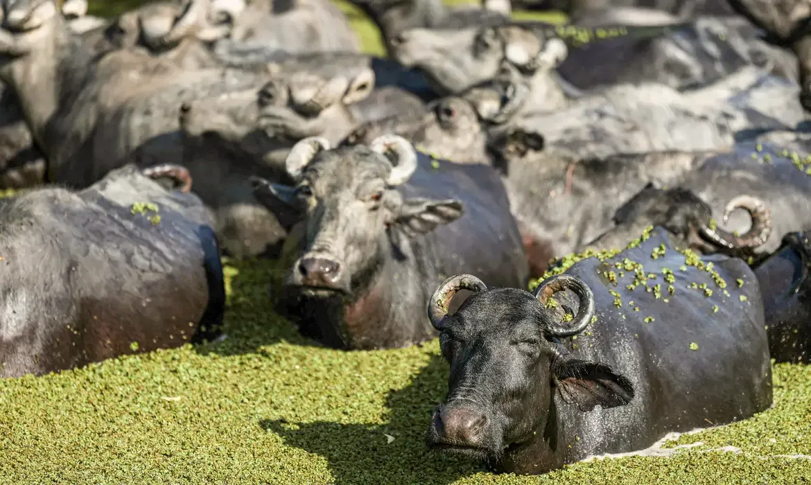 Fazenda de búfalos no Marajó planeja universidade de pesquisa