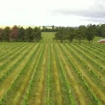 CMN restringe linha especial de crédito de 12 bilhões a produtores do RS