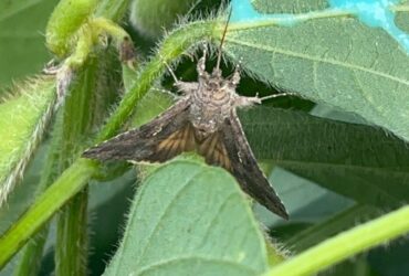 A imagem ilustra o detalhe da mariposa sendo atraída pelo Chamariz