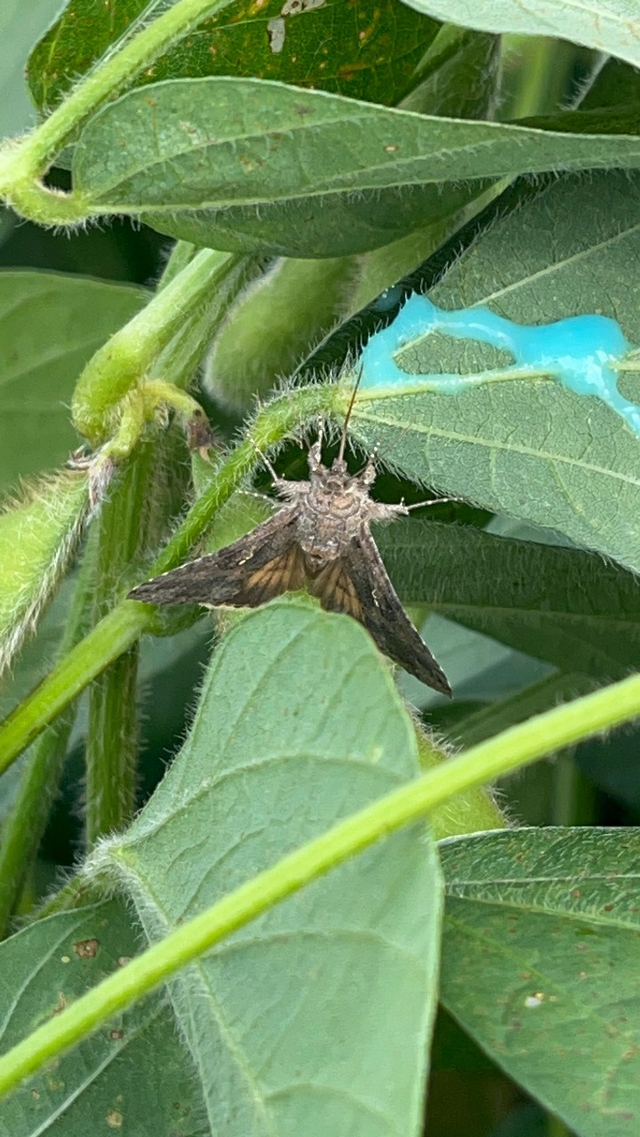 A imagem ilustra o detalhe da mariposa sendo atraída pelo Chamariz
