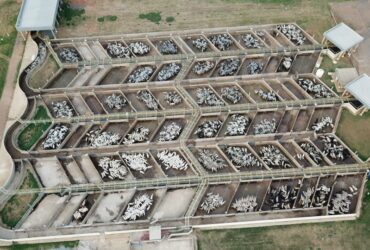 ACNB-Maior-etapa-da-historia-do-Circuito-Nelore-de-Qualidade-avaliou-mais-de-3-mil-animais-foto-divulgacao