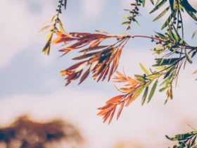 Boa sorte e sucesso financeiro