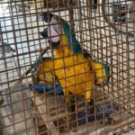 Bombeiros resgatam arara-canindé em cativeiro no MT