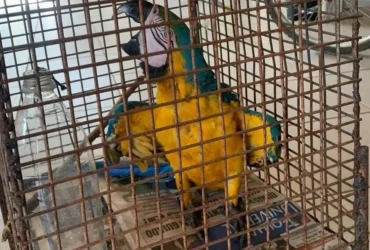 Bombeiros resgatam arara-canindé em cativeiro no MT