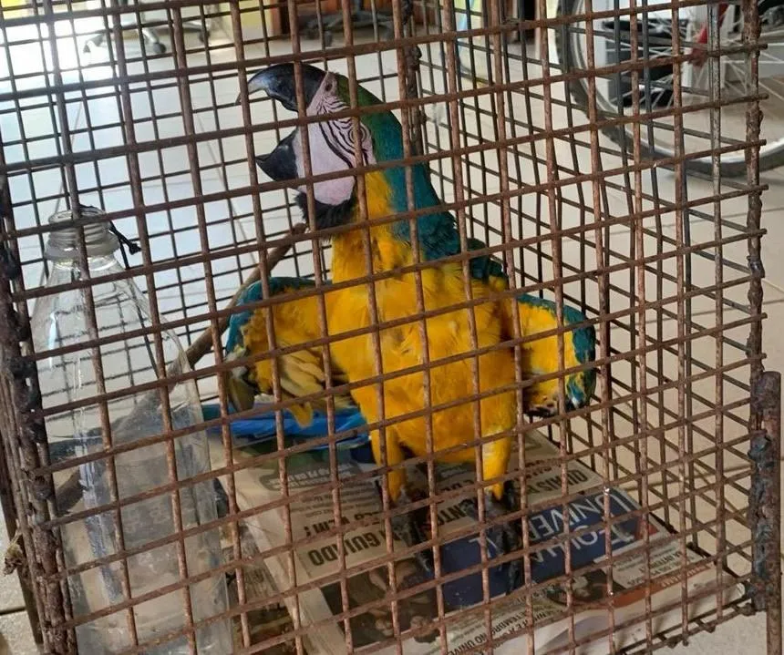 Bombeiros resgatam arara-canindé em cativeiro no MT