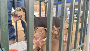 Cães encontram lares permanentes, em doação responsável em Barra do Garças