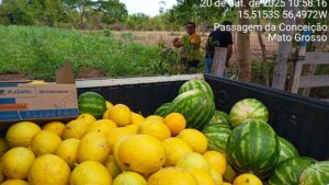 Colheita de melão e melancia reforça merenda escolar e valoriza agricultura familiar em Várzea Grande
