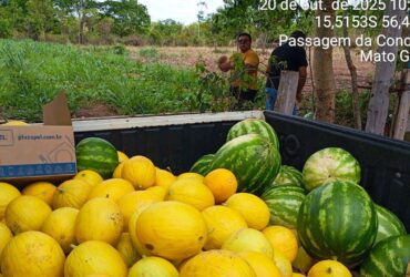 Colheita de melao e melancia reforca merenda escolar e valoriza agricultura familiar em Varzea Grande -CenárioMT